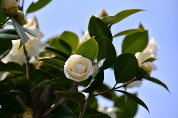 青空と白い椿