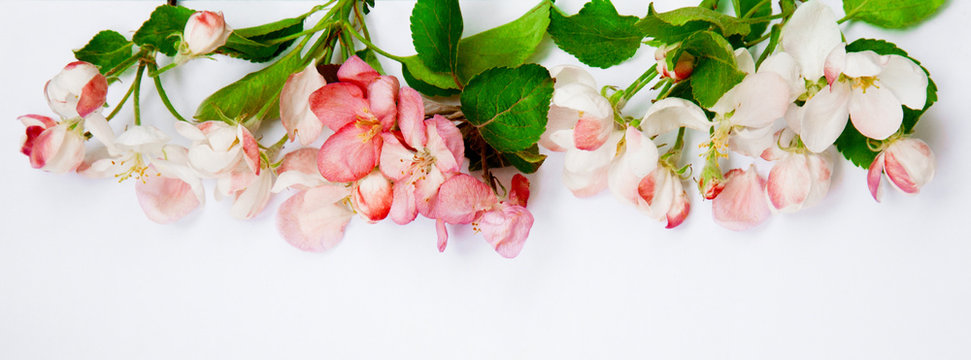 Natural floral composition with Apple flowers