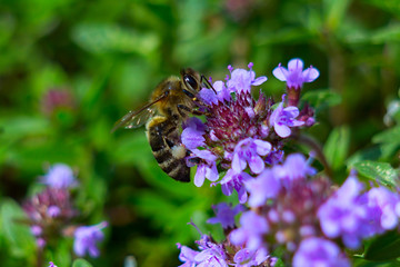 Beautiful purple thyme ground cover