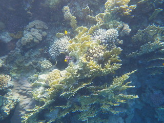 barriera corallina © paolo