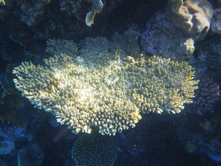 barriera corallina © paolo