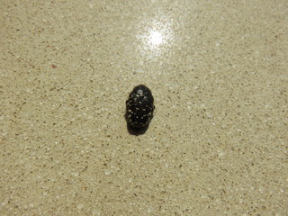 Cetonia