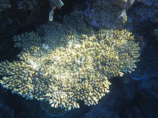 barriera corallina © paolo
