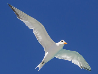 Gaviota Seagull  vuelo