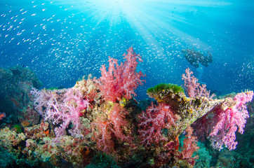 Wonderful and beautiful underwater world with corals, fish, scuba diver and sunlight