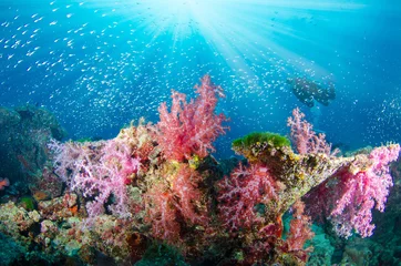 Wonderful and beautiful underwater world with corals, fish, scuba diver and sunlight © papi8888