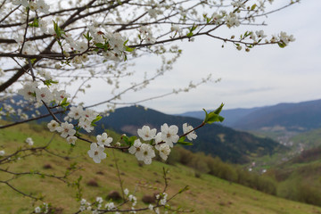 Flowering cherry against the backdrop of a mountain valley. Nature