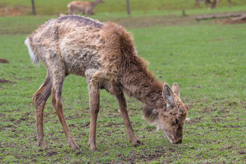 Naklejka na ściany i meble Shedding deer without a horn grazing in a meadow. Animals