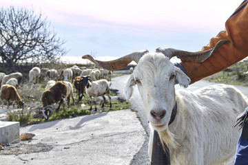 billy goat and keeper