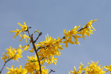 Forsythienblüte, Forsythienzweig, Forsythie