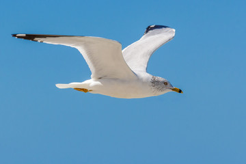 Vuelo gaviota seagull