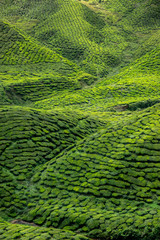 Tea plantation in Cameron Highlands, Malaysia
