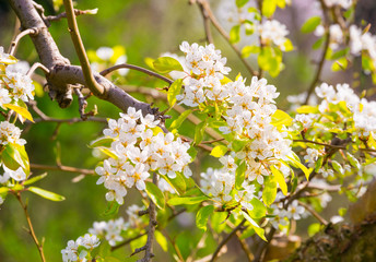 Branches of trees in blossom with beautiful flowers
