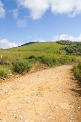 Farm road with plants