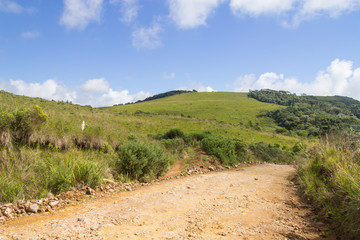 Farm road with plants