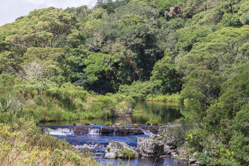 Stream in a forest