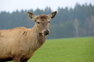 Geweihlos, prächtiger Rothirsch im Frühling nach Abwurf seines Geweihs, Portrait