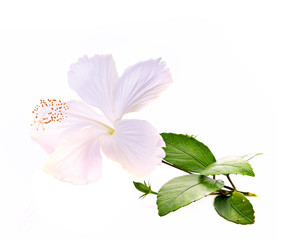 Hibiscus white flower on white background