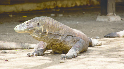 One komodo dragon sitting still looking sideways at komodo national park, lndonesia.