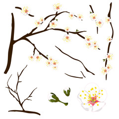 Prunus mume - White Chinese plum, Japanese apricot flower, Plum Blossom. Vector Illustration. isolated on white Background.