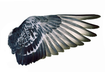 Wing feathers bird on white background