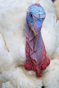 Close up portrait of a colorful turkey. Face of white gobbler.