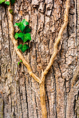 Background with closeup ivy on a tree trunk