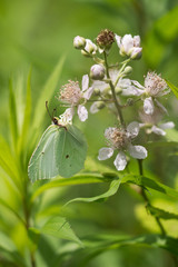 butterfly sits on a blossoming meadow in a sunny day