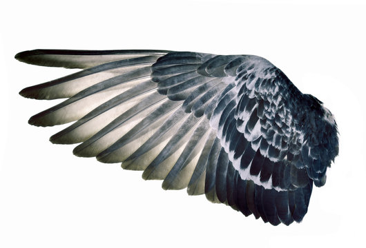 Wing feathers bird on white background