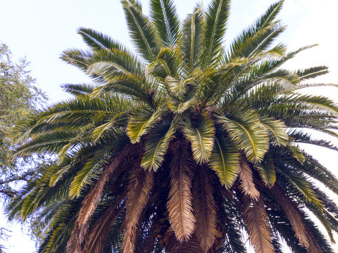 A palm tree on an urban public garden on Hervas, Spain