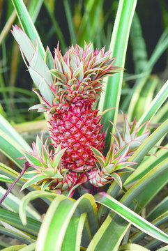 Red skin pineapple ananas growing out of its green leaved tree on a plantation in the morning used for commercial sale.