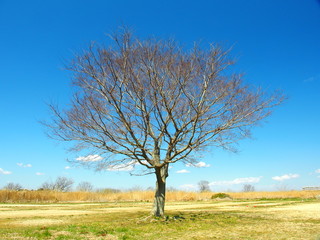 Obraz premium 春の河川敷の枯れ木