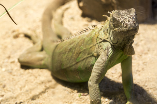 Chameleon