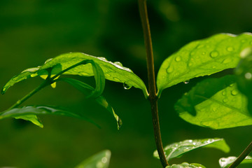 water drops on green plant leaf