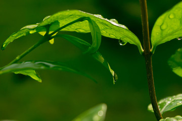 water drops on green plant leaf