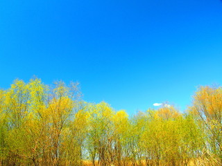 芽吹きの木々と青空