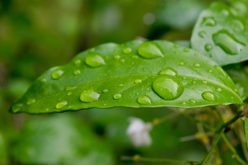 water drops on green plant leaf