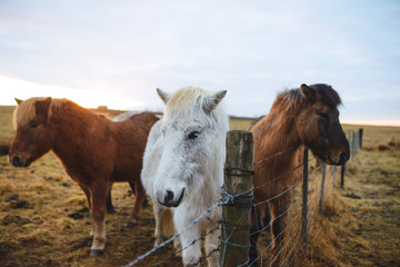 Three Horses in Iceland Field