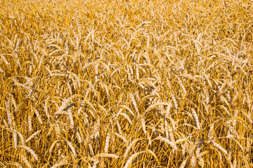  Wheat field in autumn 