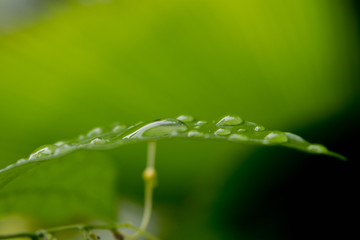 water drops on green plant leaf