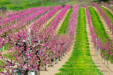 Spring landscape: fruit trees in blossom with beautiful flowers