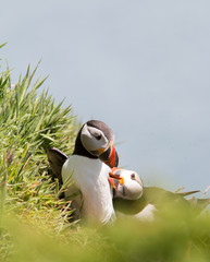two puffins in love