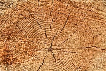 Naklejka premium Wood texture, cross-section on tree trunk