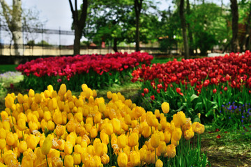 Tulips in Gulhane Park, Sultan Ahmet, Istanbul, Turkey.