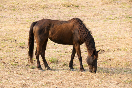 Horses are eating grass in outdoor farm park