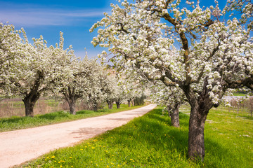 Obraz premium Spring landscape: fruit trees in blossom with beautiful flowers