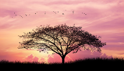 Silhouette tree and grass and bird in Pink purple sky cloud background - obrazy, fototapety, plakaty