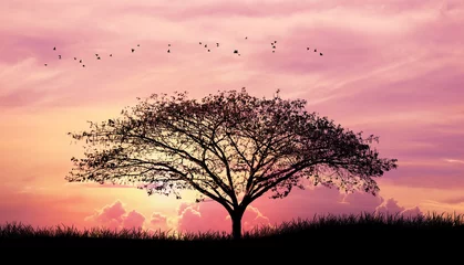 Gordijnen Silhouette tree and grass and bird in Pink purple sky cloud background © ananaline