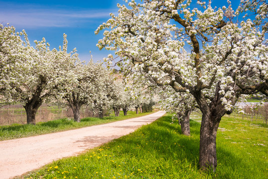 Spring landscape: fruit trees in blossom with beautiful flowers