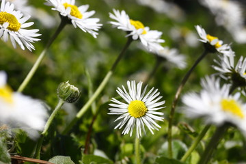 Daisies, flower, plant,